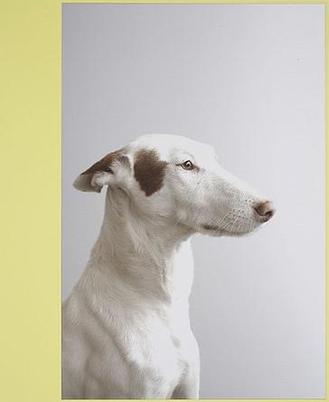 Podenco 
2007
laminated digital ink-jet print mounted on aluminum, lacquered wood frame
48 x 39.5 x 1 in