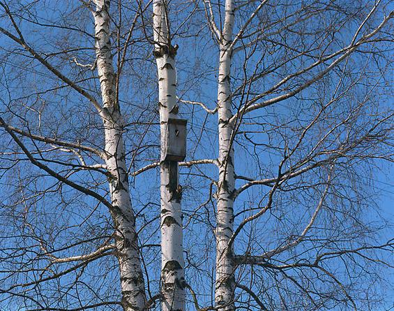 Spring 1 (Trees)
2007
Digital photograph 
on canvas
50 x 64 in