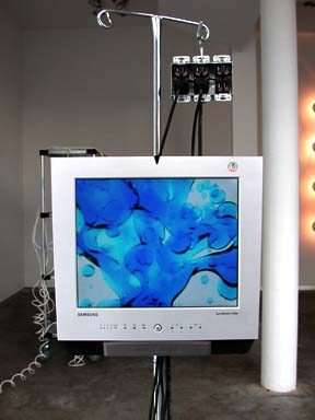 Vital Signs
Installation view at Sandra Gering Gallery 
2001