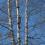 Spring 1 (Trees)
2007
Digital photograph 
on canvas
50 x 64 in