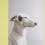 Podenco 
2007
laminated digital ink-jet print mounted on aluminum, lacquered wood frame
48 x 39.5 x 1 in